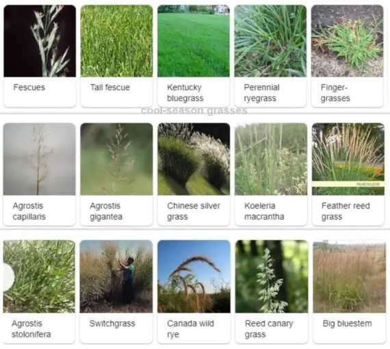 Best Lawn Fertilizer Schedule: How Often To Fertilize A Lawn