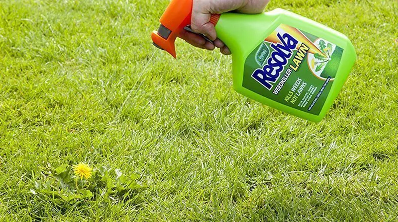 Best Lawn Weed Killer: 3 Top Products For Killing Weeds ...