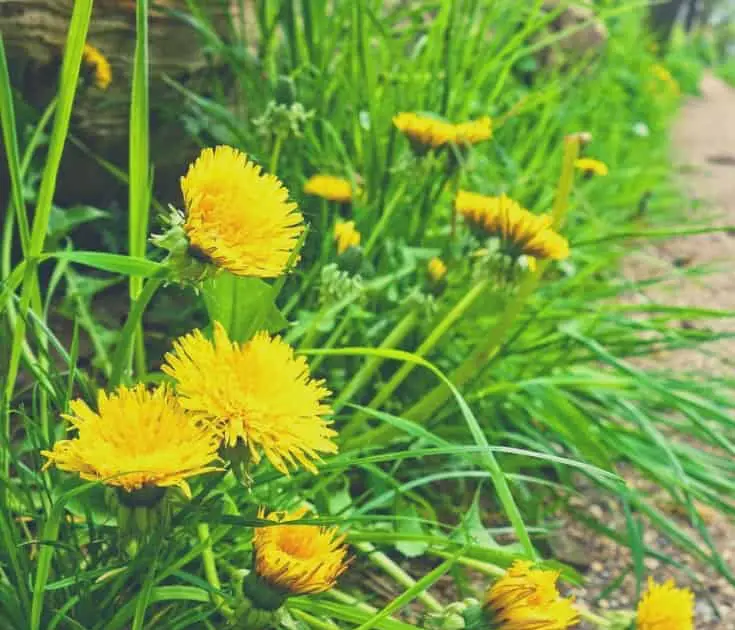 Best Of How To Kill Dandelions