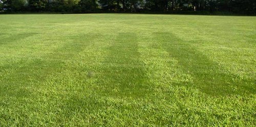 Best Time To Aerate And Overseed Lawn In Tennessee ...
