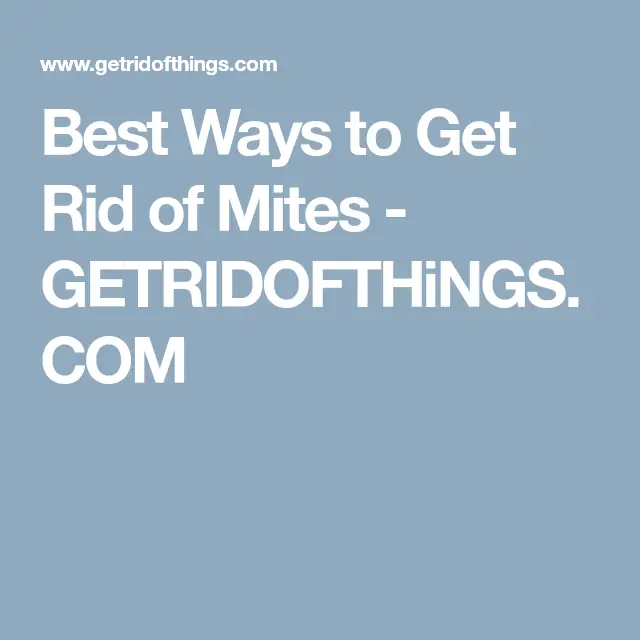Best Ways to Get Rid of Mites