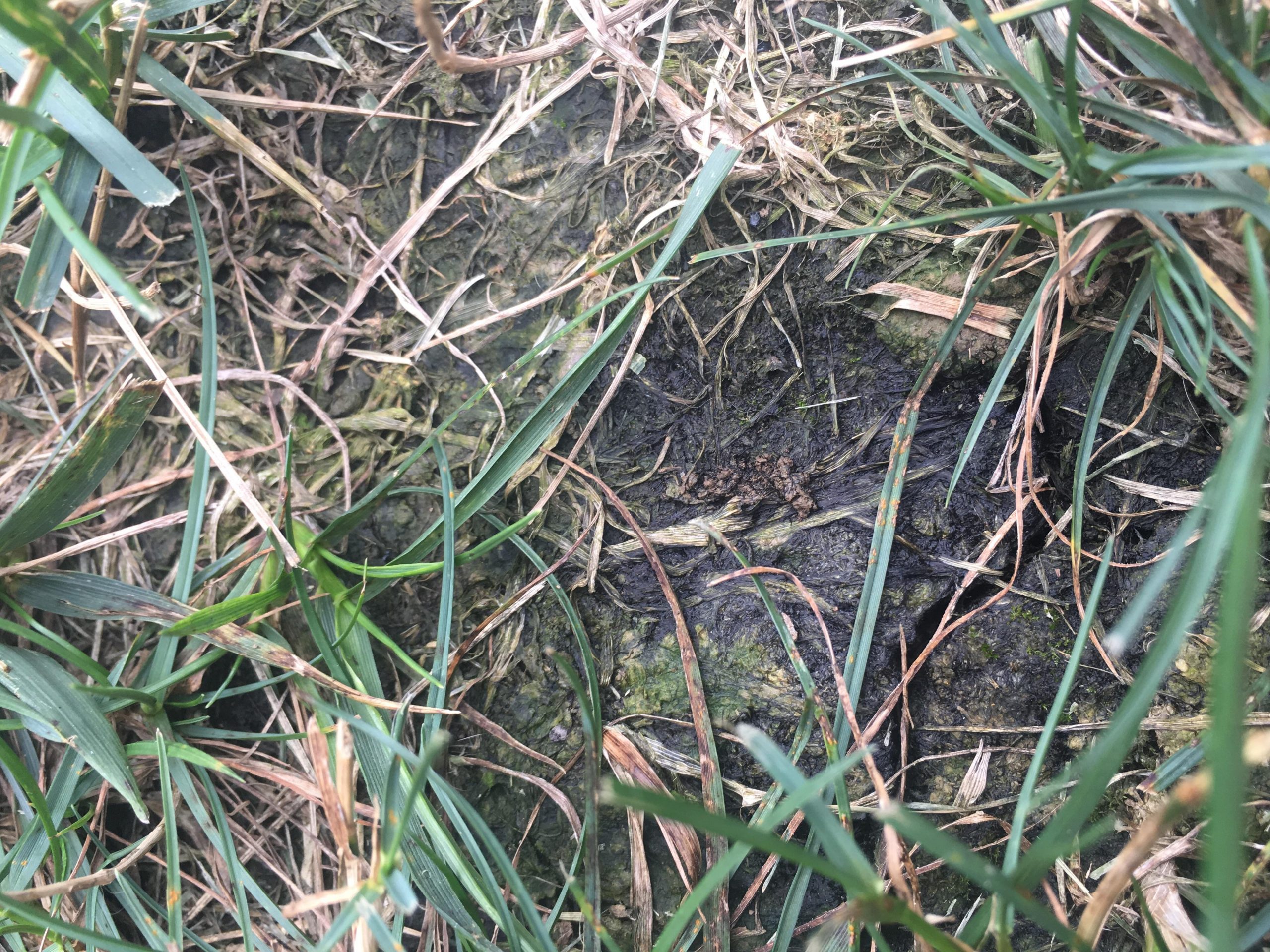 Black looking mold(?) found in my lawn. What is this, is ...