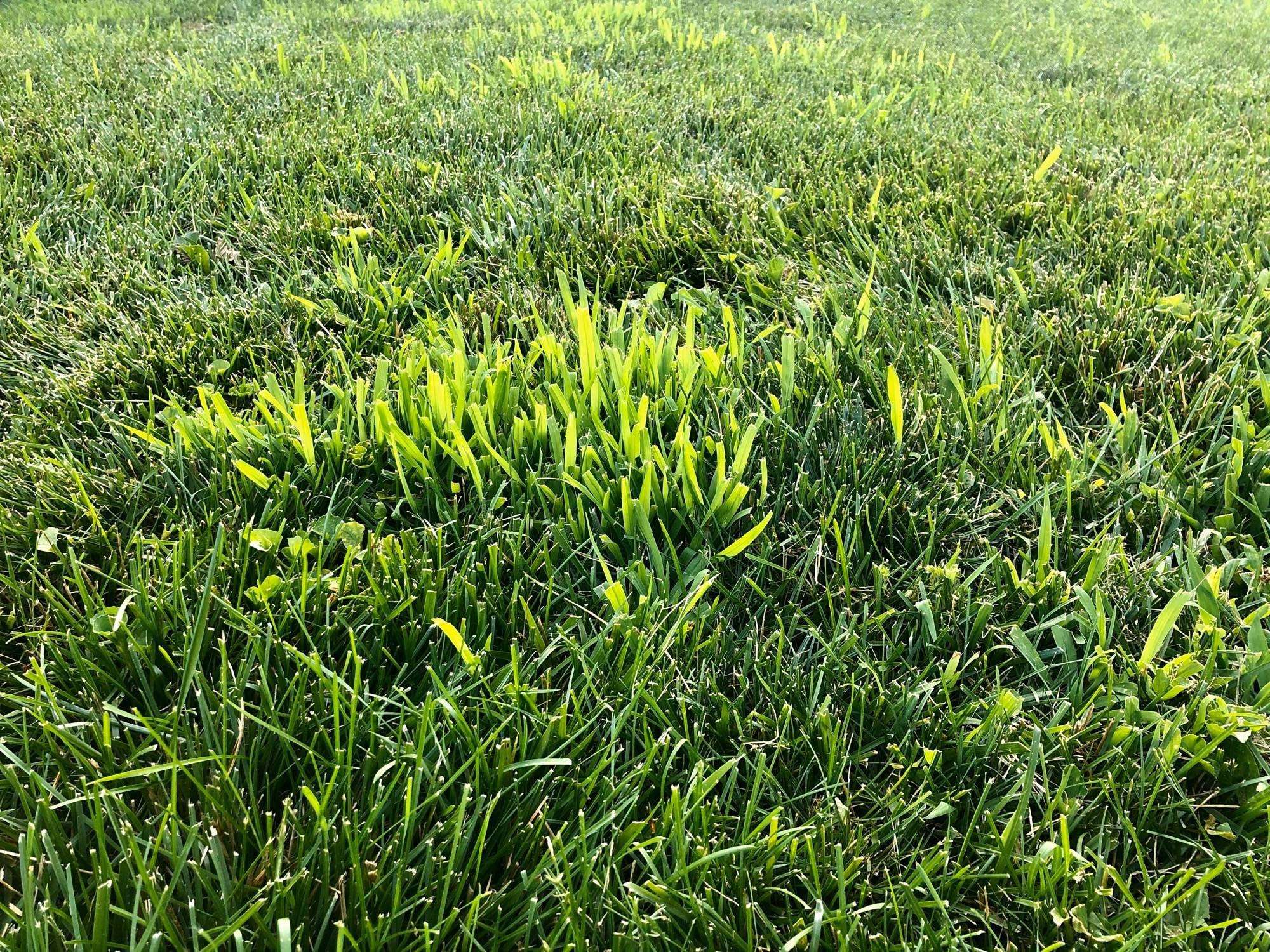 Bright green, fast growing grass, popping up in the last few weeks ...