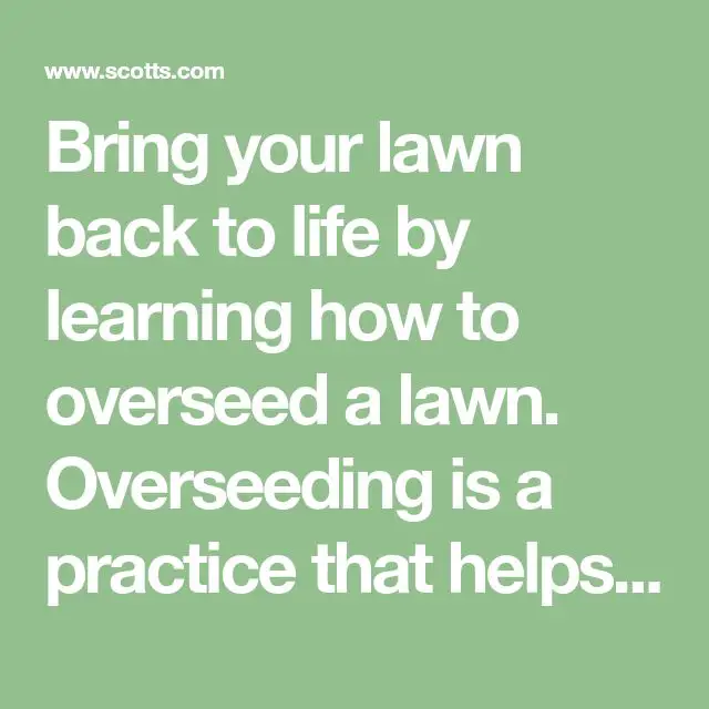 Bring your lawn back to life by learning how to overseed a lawn ...