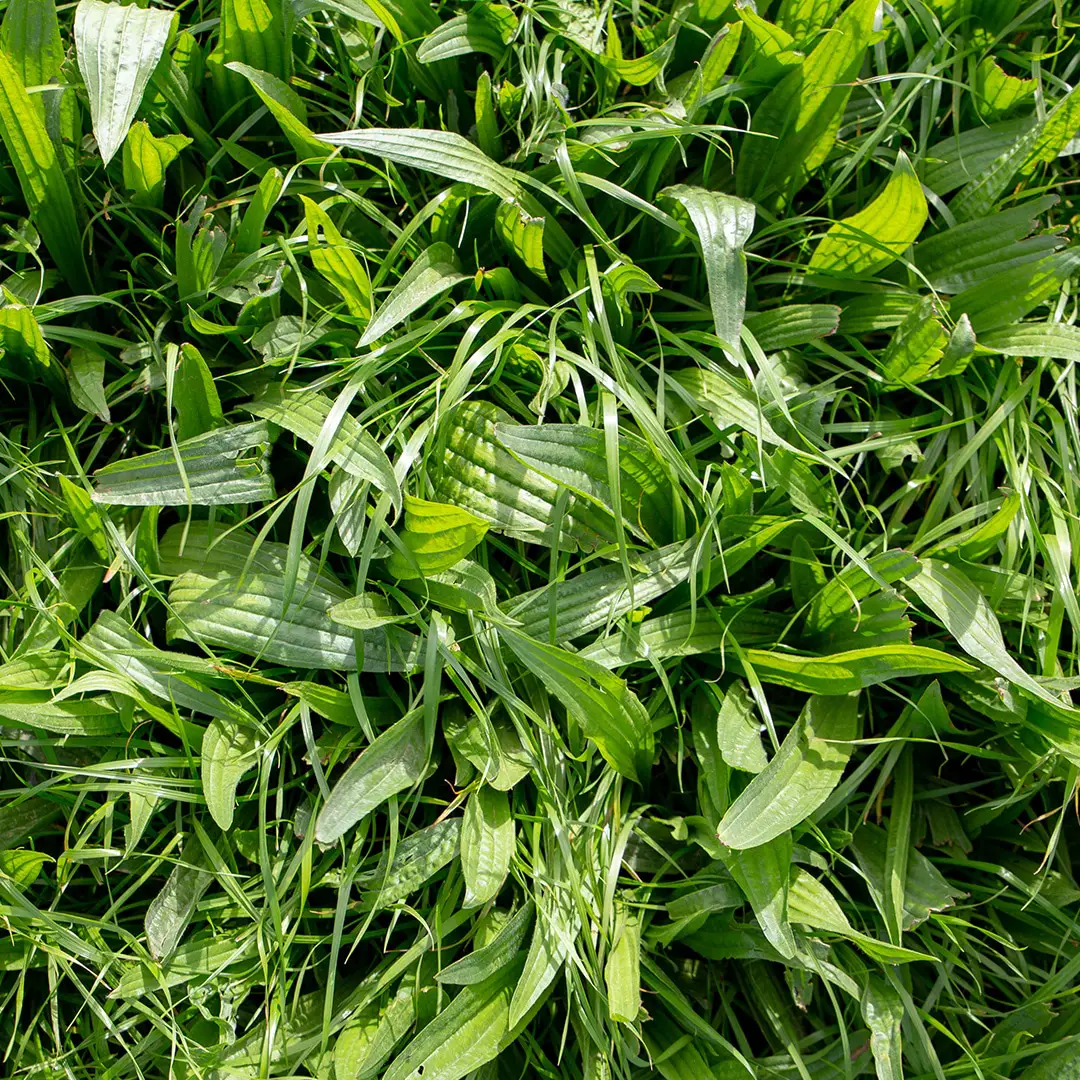 Broadleaf Weeds vs Grassy Weeds · Shades of Green Lawn &  Landscape