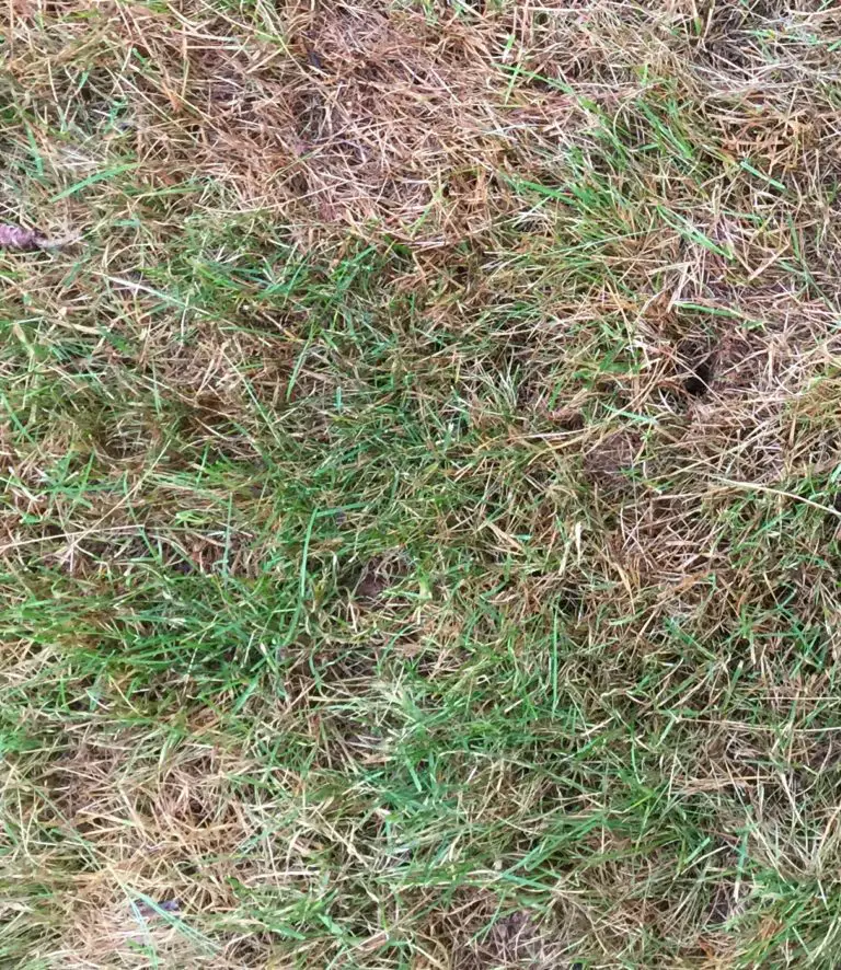 Brown grass in summer? Is it dead?