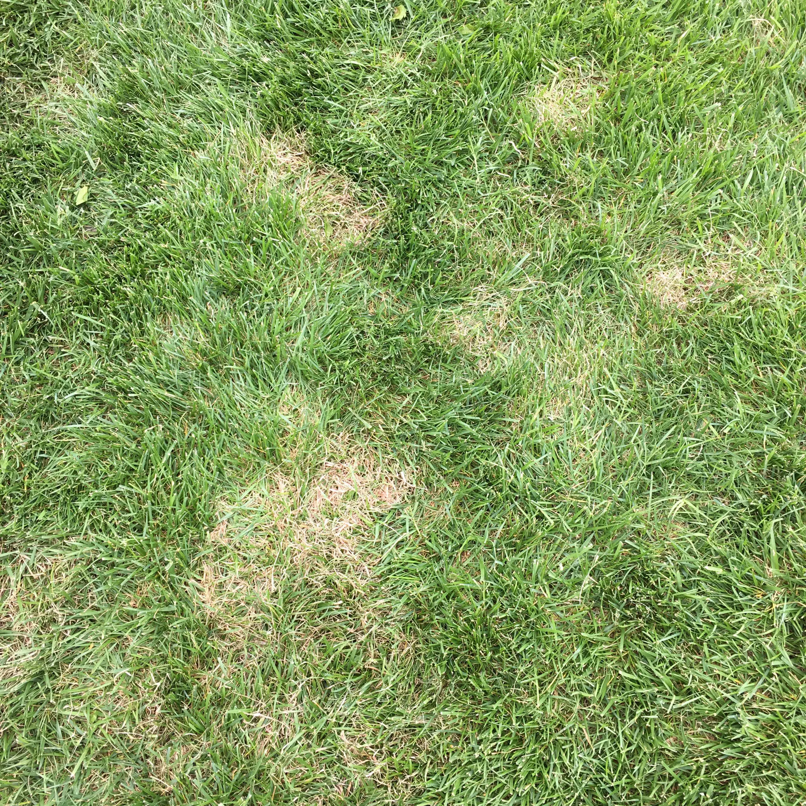Brown Patch in Triad Lawns