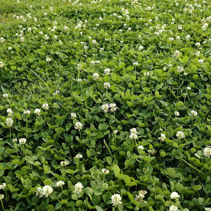 Bulk White Dutch Clover Seeds Trifolium Repens
