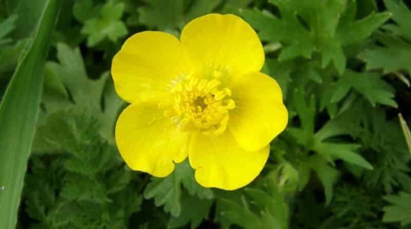 Buttercups in Your Lawn? How to Get Rid of Them Quickly &  Easily