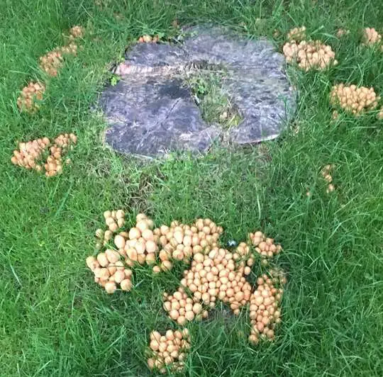 Can anyone tell me how to effectively get rid of mushrooms in my lawn ...