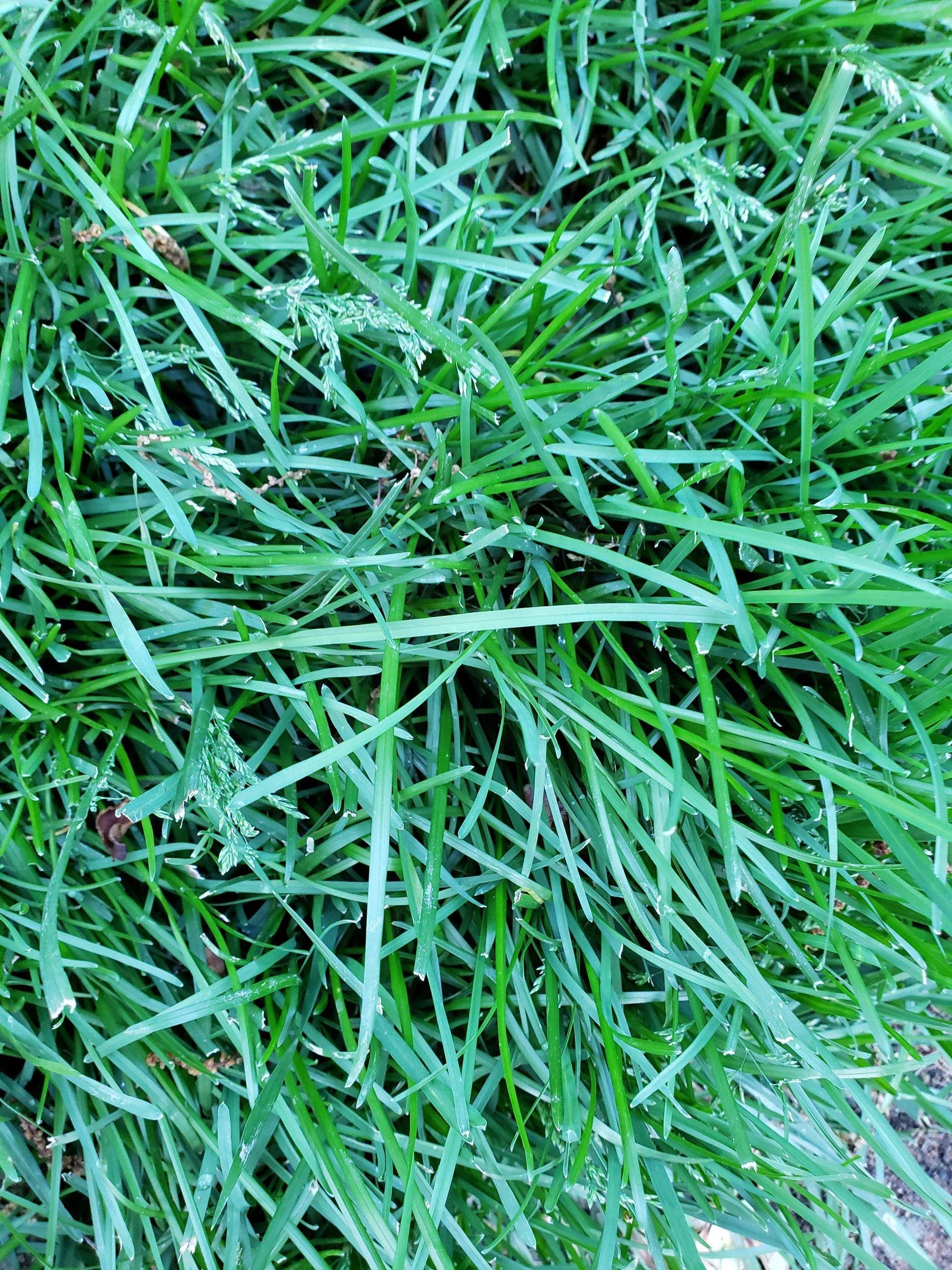 Can someone help me identify my grass? : lawncare