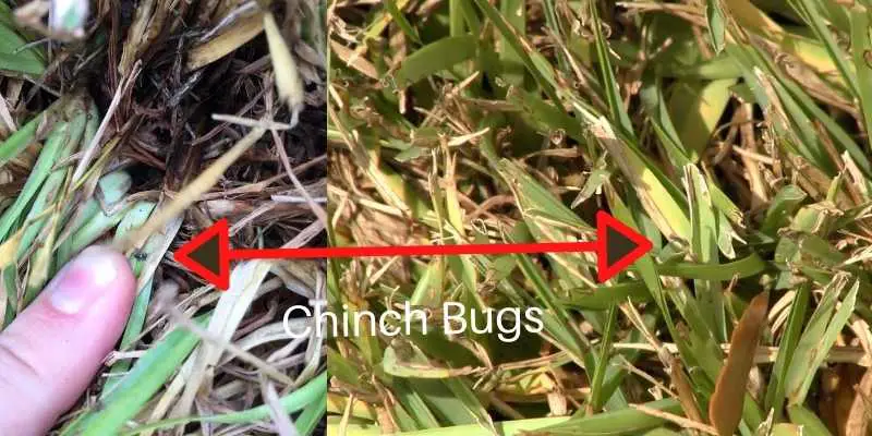 Chinch Bug Damage in Houston Lawns