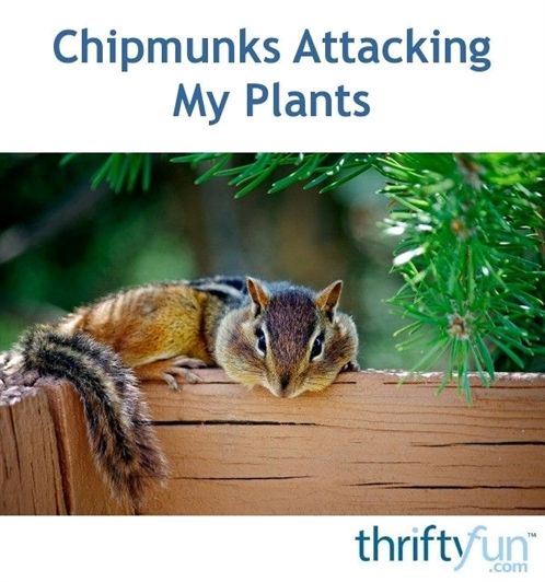 Chipmunks Attacking My Plants