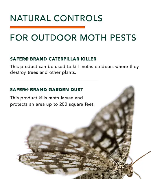Clothes Moths Facts