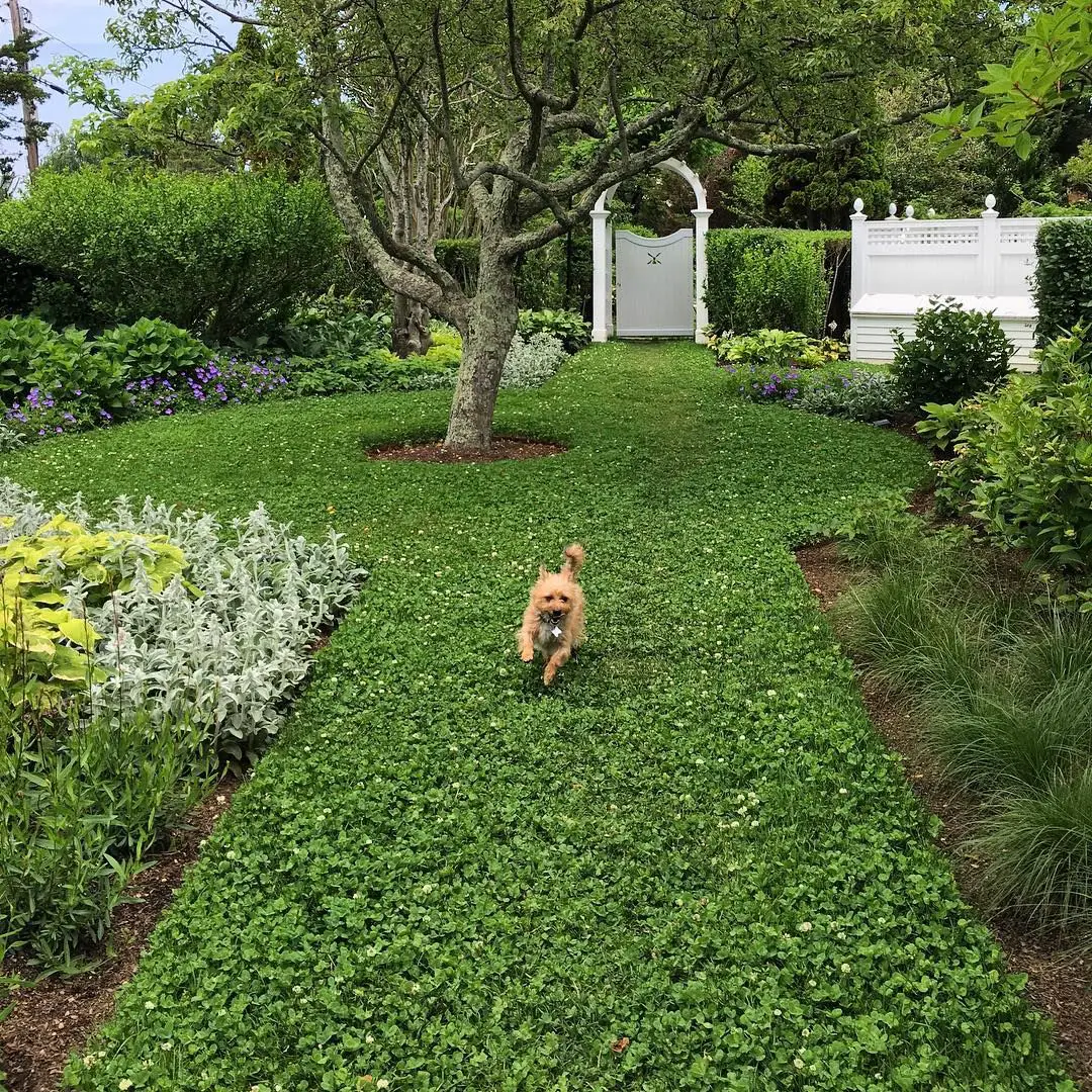 Clover Ground Cover Instead Of Grass