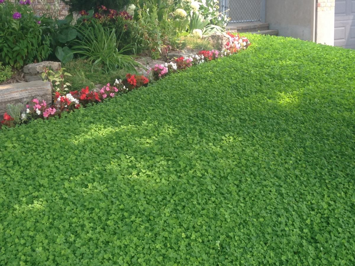 how-to-replace-lawn-with-clover-lovemylawn