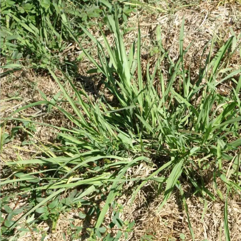 Common Grassy weeds