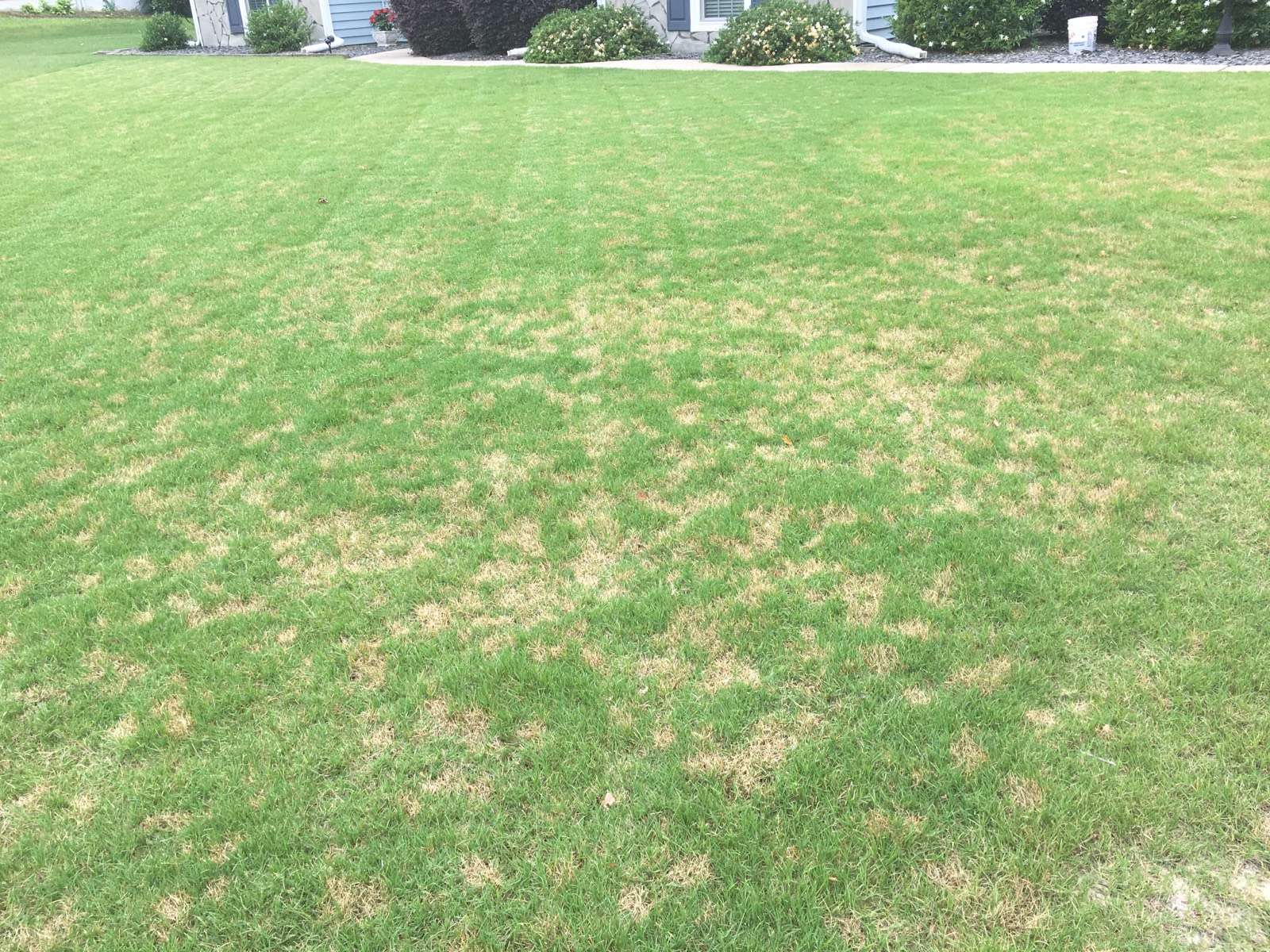 Common Lawn Disease During Summer