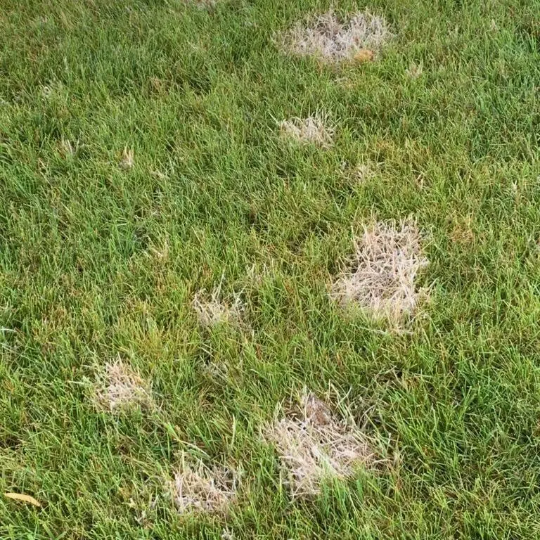 Common Lawn Fungus and Diseases in Central Indiana