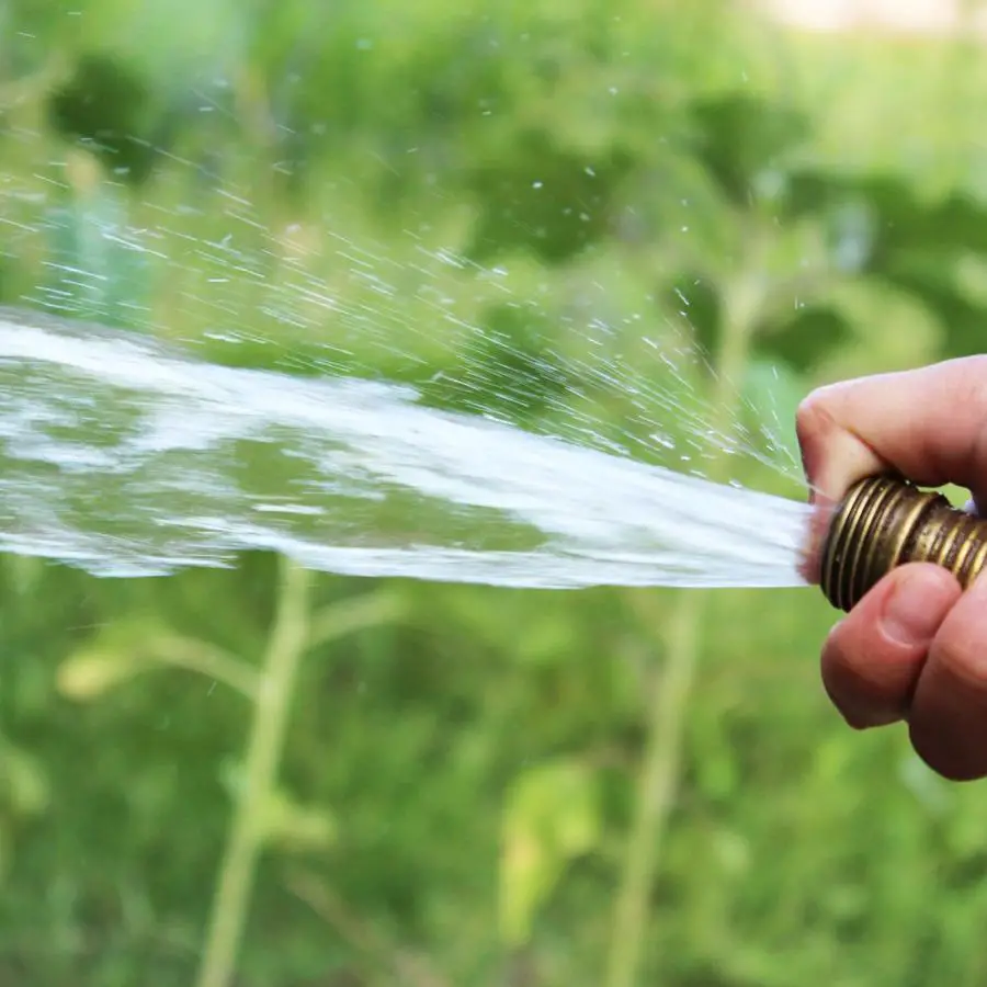 Common Lawn Watering Mistakes Homeowners Should Avoid at All Costs ...