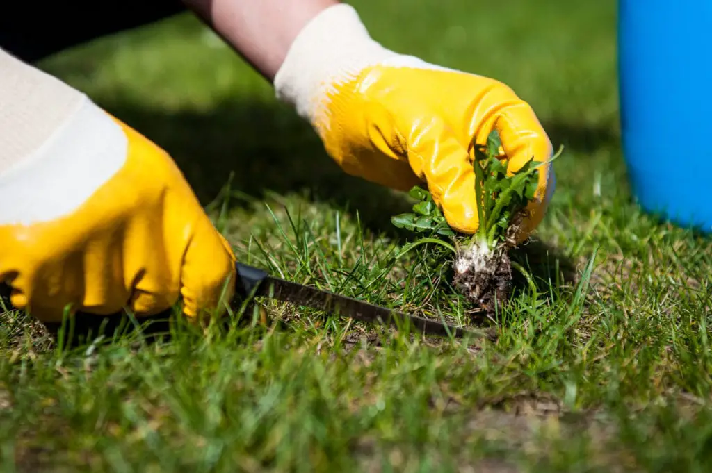 Common Lawn Weeds and How to Get Rid of Them