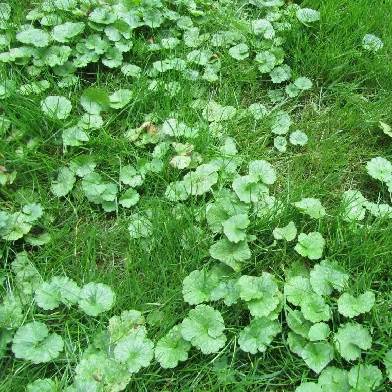 Commonly Found Weeds in Central Indiana