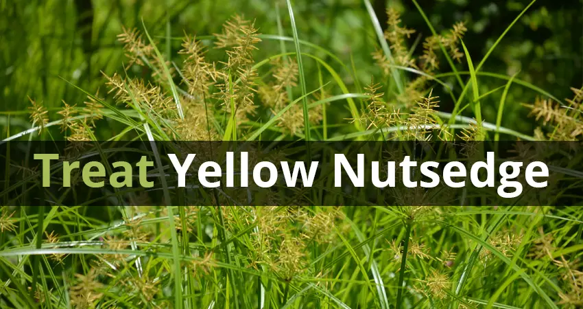 Control Yellow Nutsedge in Your Lawn