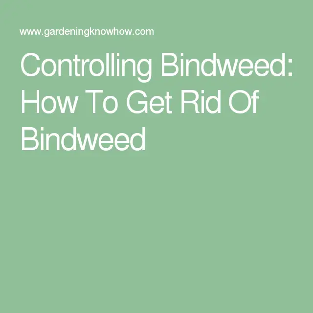 Controlling Bindweed: How To Get Rid Of Bindweed