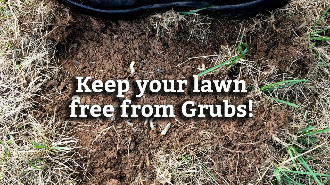 Controlling Grubs in Your Lawn