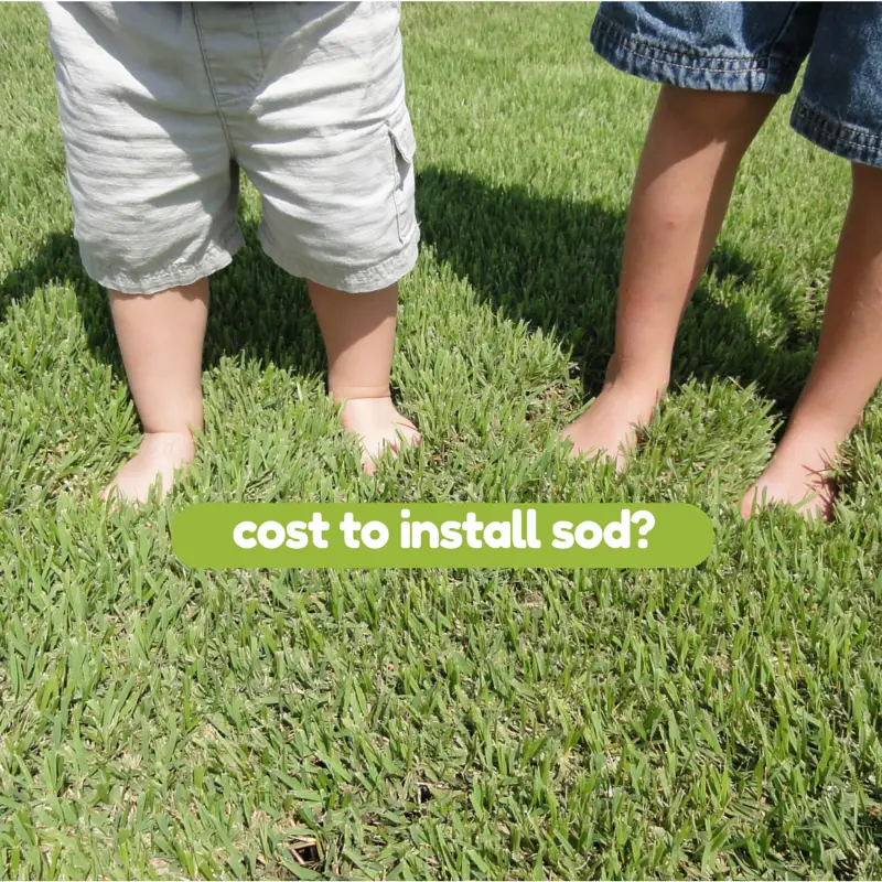 Cost to Install Sod Houston Grass South Pearland Sugar Land