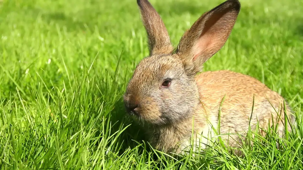 Cute Easter Bunny Rabbit Eating Grass Hd. Stock Footage ...