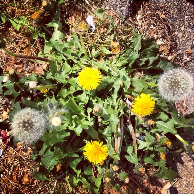 dandelions! especially when they are picked with " LOVE" .