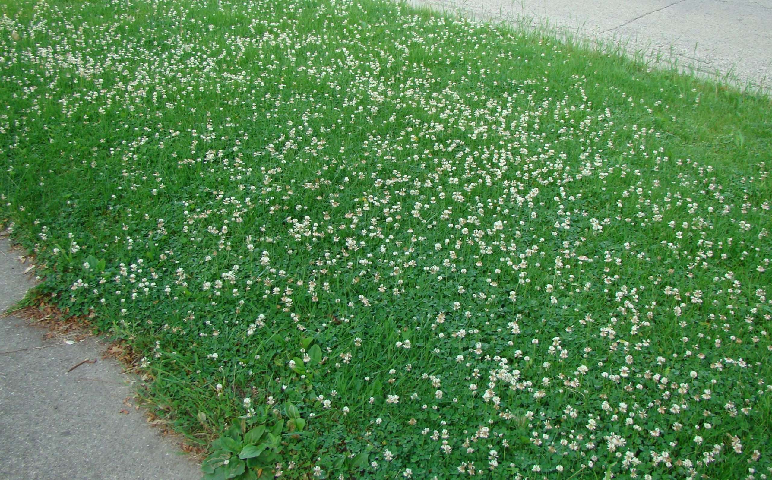 DD Gardening: Is Clover in a lawn a good thing?  Donegal Daily