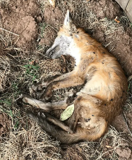 Dead Fox In Garden How To Get Rid Of It