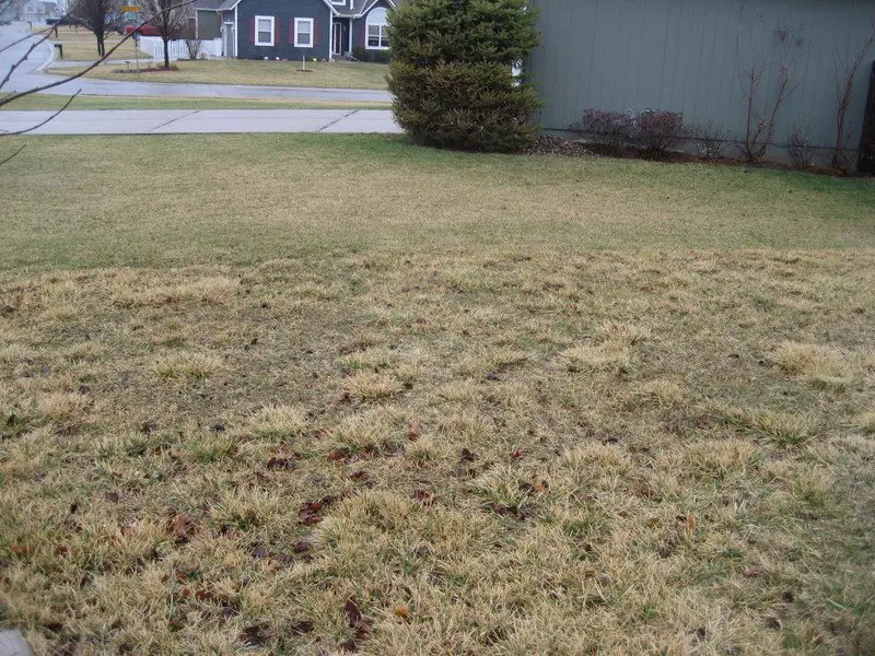 Dead Patches In My Lawn