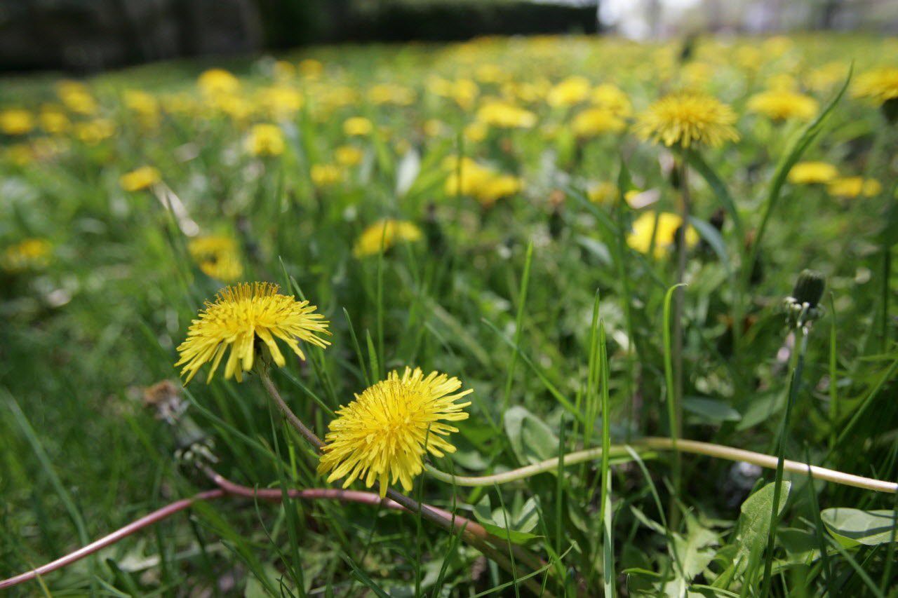Death to dandelions! gardeners say in reader poll ...