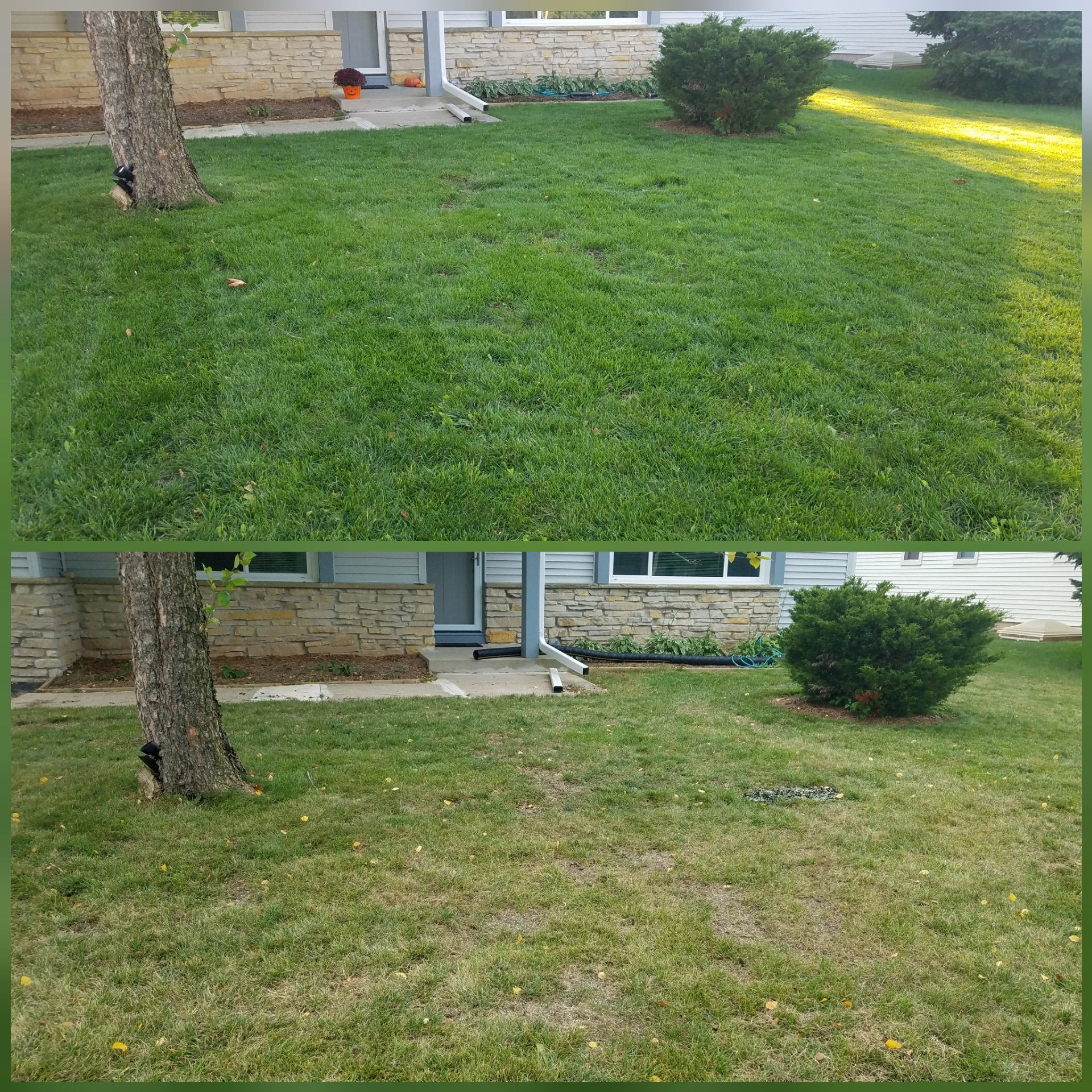 Dethatch/aerate/overseed result : lawncare