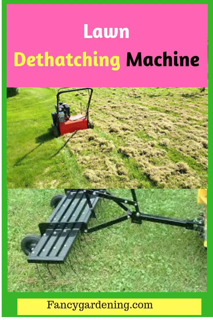 Dethatching your lawn helps in removing the accumulated ...