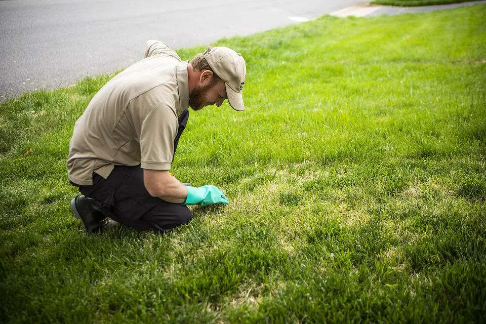 Dethatching Your Lawn in Northern VA: Understanding Thatch and How to ...