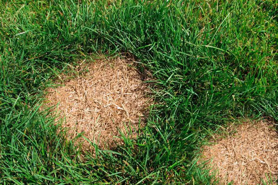 Diagnosing Bare, Dead Spots in a Lawn