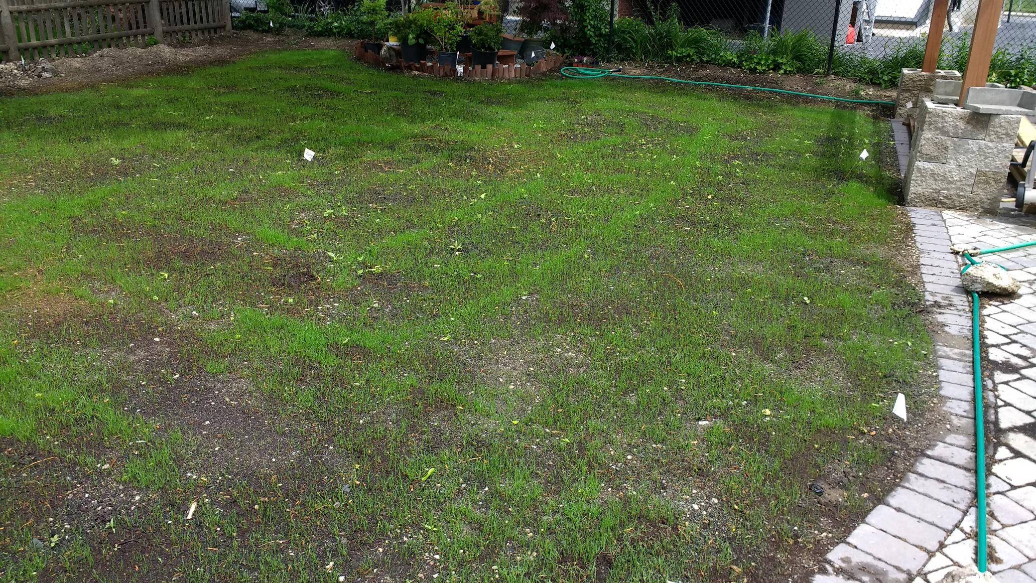 Did I use enough grass seed on my new lawn?