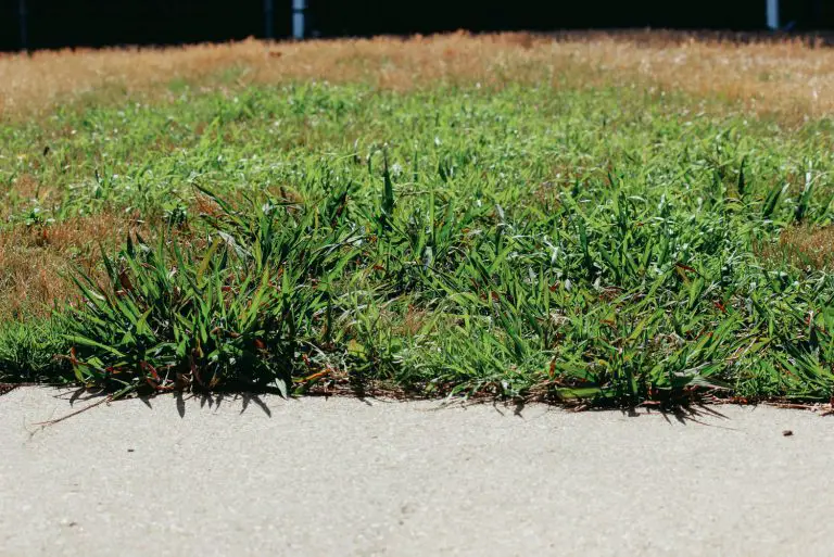 Discover How To: Treat Difficult Broadleaf Lawn Weeds ...