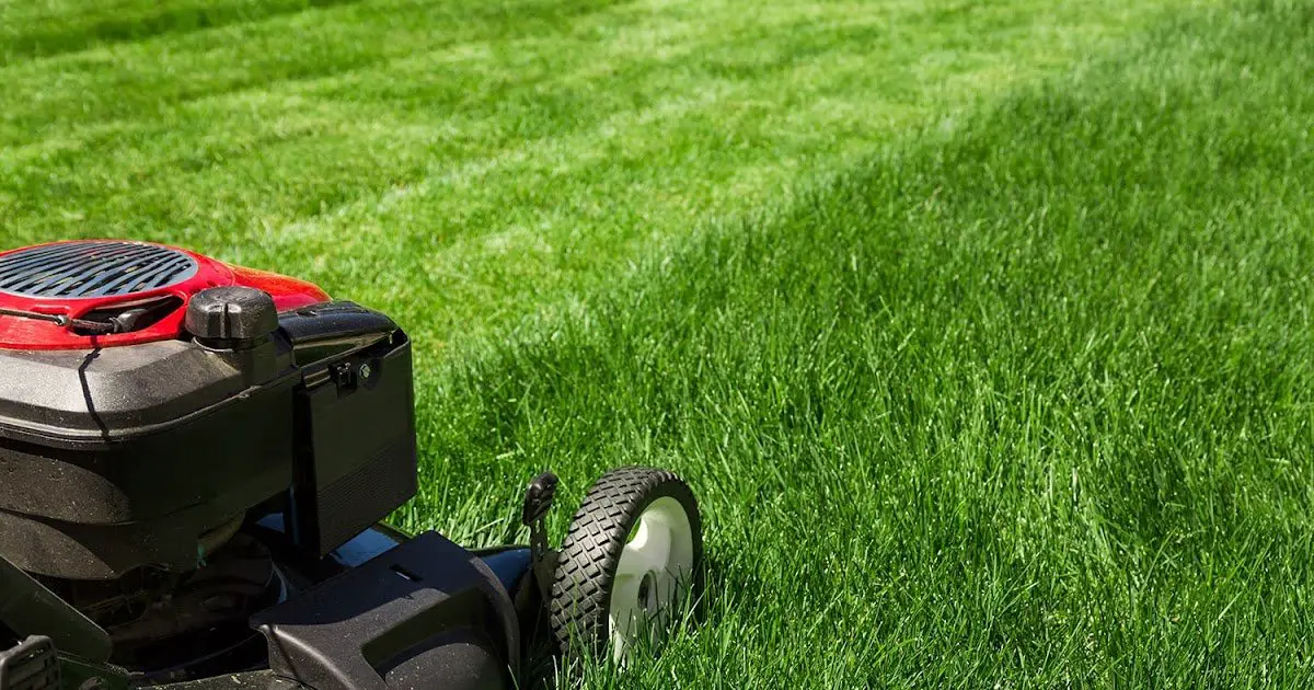 Do It Yourself Lawn Care Steps
