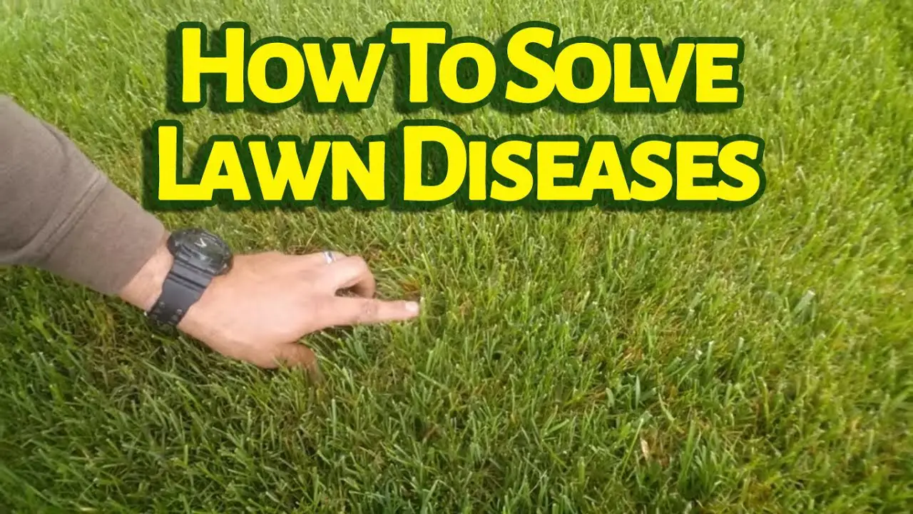 Do You Know What Fungicide Controls Lawn Diseases Like ...