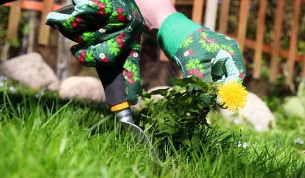 Does Organic Lawn Care Work?