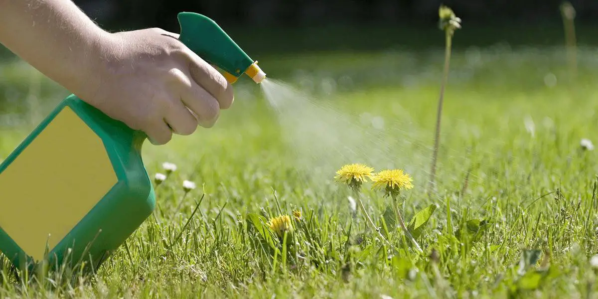 Does Vinegar Kill Weeds Permanently?