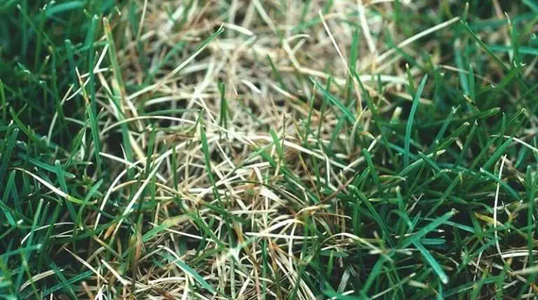 Dollar Spot Disease in Turf: How to Identify, Cure and Control it