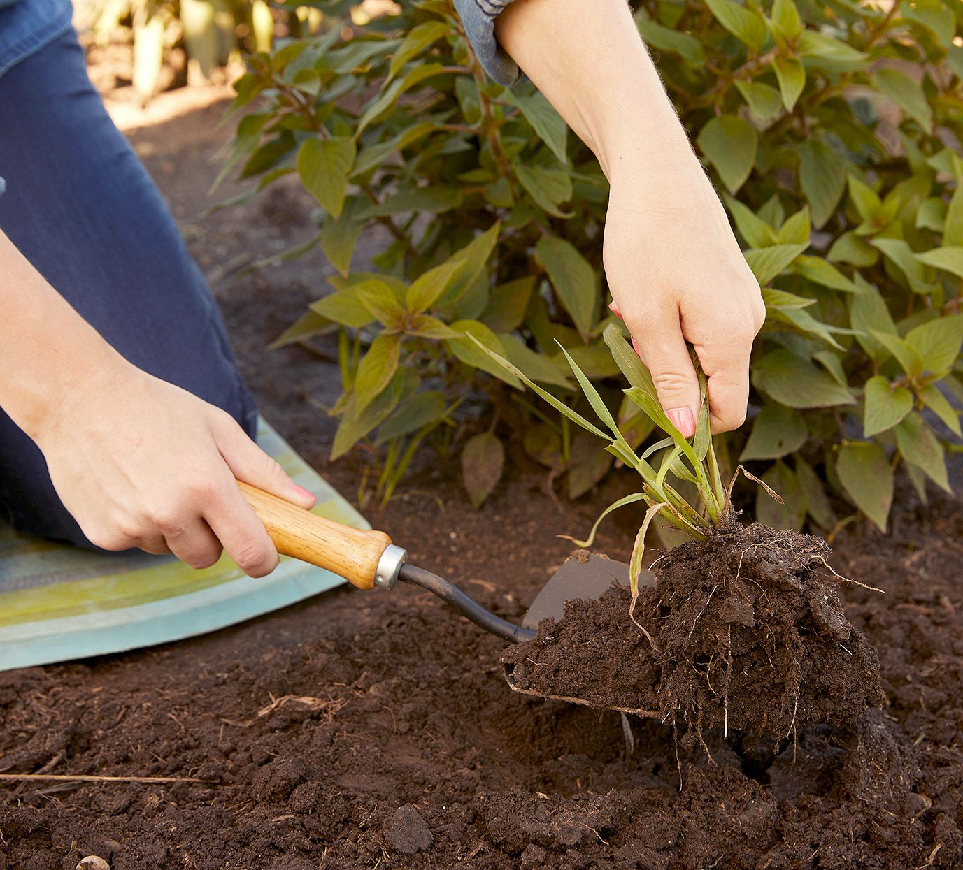 Eliminate Weeds from Your Garden