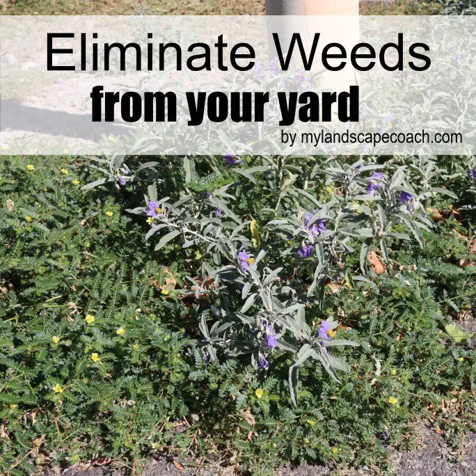 Eliminate Weeds from Your Yard