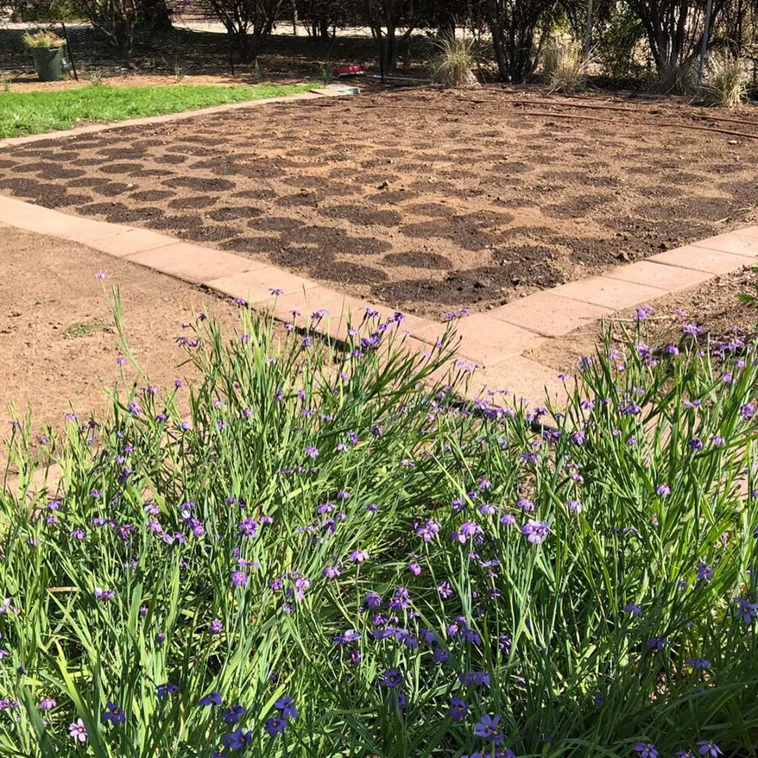 Ernesto on Instagram: Ca Native Mix Meadow pt.1: Replacing a lawn with ...